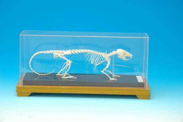 鼠骨骼标本.JPG